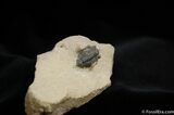 Cute Pseudocryphaeus (Cryphina) Trilobite #454-3